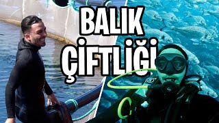 BALIK ÇİFTLİĞİNE DALDIM EFSANE VİDEO [upl. by Lalaj]