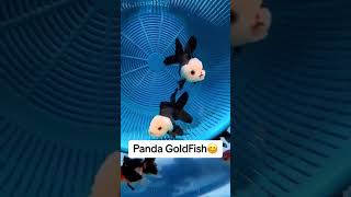 Goldfish 🐹 panda 🐼 goldfish goldfish panda shorts videos shortsvideo fish [upl. by Nytsua]