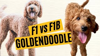 F1 vs F1B Goldendoodles  What is the Difference 🐶 [upl. by Annahaj]