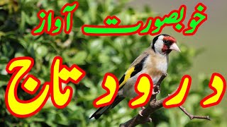 Daily Darood Sharif  Darood e Taj  beautiful Voice Darood Taj  by Imtiaz Ahmad  Ep43 [upl. by Alya]