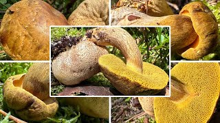 SchmarotzerRöhrling essbar Verwechslung  Parasitischer Röhrling Pseudoboletus parasiticus [upl. by Myranda]