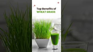 Top Benefits of Wheat Grass naturaljuice healthygreenjuice healthyliving arogyadhaam [upl. by Harmaning271]