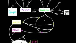 Metabolic Roadmap Part 1 Glucose Metabolism [upl. by Trefler830]