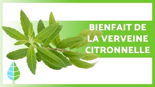 BIENFAITS de la VERVEINE CITRONNELLE 🌿 Propriétés Soins et Contreindications [upl. by Lucier]