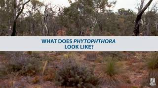 What does Phytophthora look like [upl. by Ahsika932]