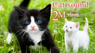 Cat Sound Effect  Cat voice Cat video  Animalfacts [upl. by Eelynnhoj491]