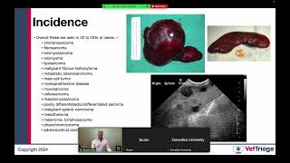 Zomedica sponsored webinar l Hemoperitoneum l Spleen l VetGuardian l July 17 2024 [upl. by Goldstein]