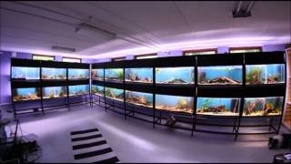 Our fishroom [upl. by Akoyin440]