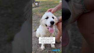 Great Pyrenees Puppy Works Overtime Keeping Goats In Barn 😂 greatpyrenees livestockguardiandog [upl. by Ailhad]