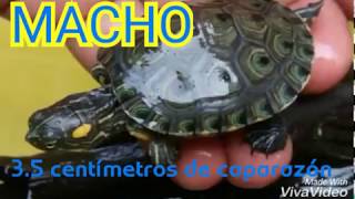 Diferencias tortuga macho y hembra trachemys callirostris bebes desde 35 centímetros de caparazón [upl. by Thagard887]