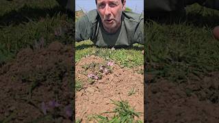 Louse wort pedicularis sylvatica foraging herbs moorland grasslands nature explore [upl. by Lukey516]