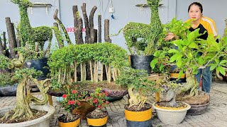 Thúy An 210 có nhiều loại bonsai đủ dáng thế tạo hình thú  0939700449 chào bán cây cảnh [upl. by Ysor]