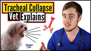 Tracheal Collapse In Dogs  How To Know If Your Dog Has A Collapsed Trachea  Dogtor Pete [upl. by Couchman923]