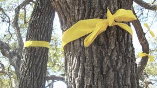 Tie a Yellow Ribbon Round the Ole Oak Tree [upl. by Joelly]