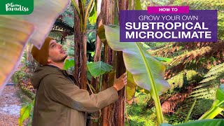 How to grow your own SUBTROPICAL MICROCLIMATE  250 year old example [upl. by Inavoj]