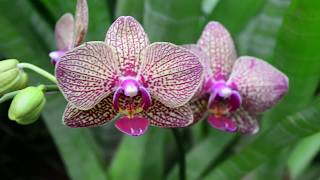 The Orchid Show 2017 Earth Air Fire and Water [upl. by Madlen]