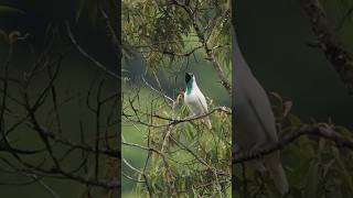 Canto da araponga e outras aves da Mata Atlântica [upl. by Atnohsal817]