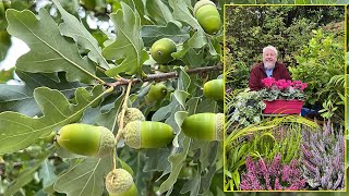 CHÊNES ARBRES MAJESTUEUX VÉNÉRABLES DÉCORATIFS POUR TOUS LES CLIMATS Le Quotidien du Jardin N°419 [upl. by Cima]