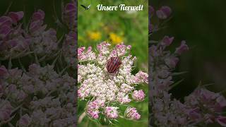 Blumenwiese Streifenwanze wilde Möhre naturgarten nature garten insects wildlife wanze [upl. by Ynohtnael]