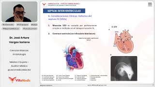 Desarrollo del sistema cardiaco  Septum interventricular [upl. by Dolly]