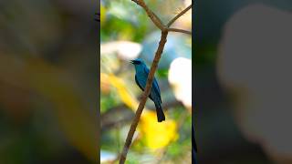 Verditer Flycatcher viralreels viralshorts viralvideos birding trendingreel viral naturelover [upl. by Shaefer]