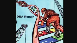 DNA Repair MechanismPart 1GeneticsTamil Mightymedicoz [upl. by Aliuqahs728]