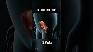 Fetal Development 0  40 Weeks of Pregnancy [upl. by Yrtnej18]