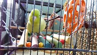 Parrotlet Ditty Talks for a Full 40 Minutes [upl. by Phillipp]