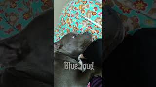 bluecloud americanbully shorts short cachorro beutifull [upl. by Coffee]