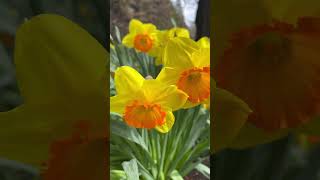 Daffodil naturevideo flowermeditation healing bloomingrelaxation flowers [upl. by Hsilgne]