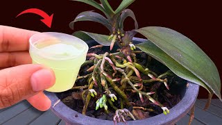 Miraculous natural fertilizer Even the weakest orchid blooms all year round [upl. by Pickens]