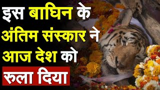 इस बाघिन के अंतिम संस्कार ने आज देश को रुला दिया  Collarwali Tigress  Pench Tiger Reserve  MP [upl. by Tarfe]