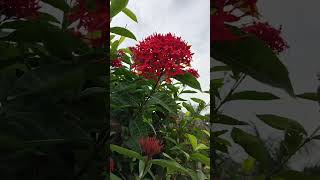 Beautiful flowering on Ixora plant ixora ke Sundar guchhedar flowers [upl. by Angelita]