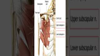 Anatomy Teres Major Muscle Shorts [upl. by Oleta]