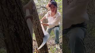 The process of cutting down trees with tungsten steel curved nose knife [upl. by Mirak213]