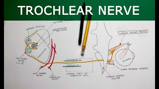 Trochlear Nerve  Anatomy Tutorial [upl. by Avuha]