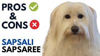 Sapsali 삽살이 Dog Pros and Cons  Sapsaree SapsaliSapsari Advantages and Disadvantages [upl. by Dobrinsky]