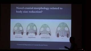 MINIATURIZATION AND PAEDOMORPHOSIS IN TEMNOSPONDYL AMPHIBIANS [upl. by Eema]