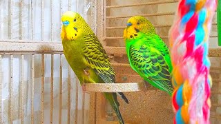 3 Hr Budgies Chirping Talking Singing Parakeets Sounds Reduce Stress  Relax to Nature Bird Sounds [upl. by Najib364]