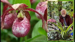 ORCHIDÉES RUSTIQUES POUR LE JARDIN  NOTRE CHOIX D’ESPÈCES ET CONSEILS… Le Quotidien du Jardin N°290 [upl. by Ylehsa21]