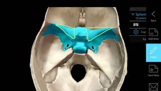 Anatomy of the Sphenoid Bone [upl. by Persons]