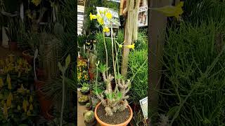 Pachypodium Horombense Plantasdaafrica gardem cactosbrasil [upl. by Raseda]