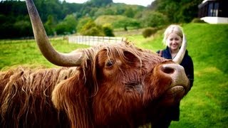 Scottish highland cows have an itch [upl. by Mairb]