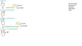 Online Biology Tutorial Glycolysis [upl. by Ahsinac394]