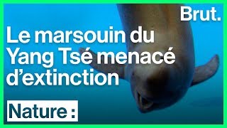 Le marsouin du Yang Tsé est en danger critique dextinction [upl. by Zanahs713]