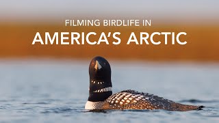 Filming Birdlife in Americas Arctic [upl. by Ytomit]