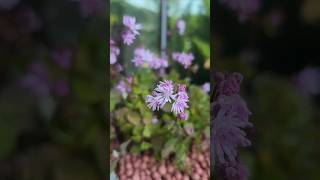 여리여리한 야생화 좀꿩의다리🌸Thalictrum Minus [upl. by Valley]