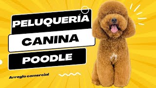 PELUQUERÍA CANINA POODLE  CANICHE [upl. by Onfre12]