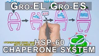 Mechanism of Chaperone Assisted Folding  Gro ELES System [upl. by Ydissac]