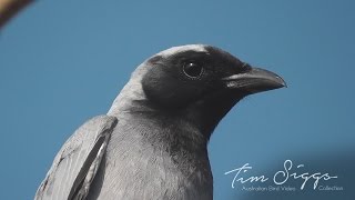 Black Faced Cuckoo Shrike Coracina novaehollandiae [upl. by Monique944]